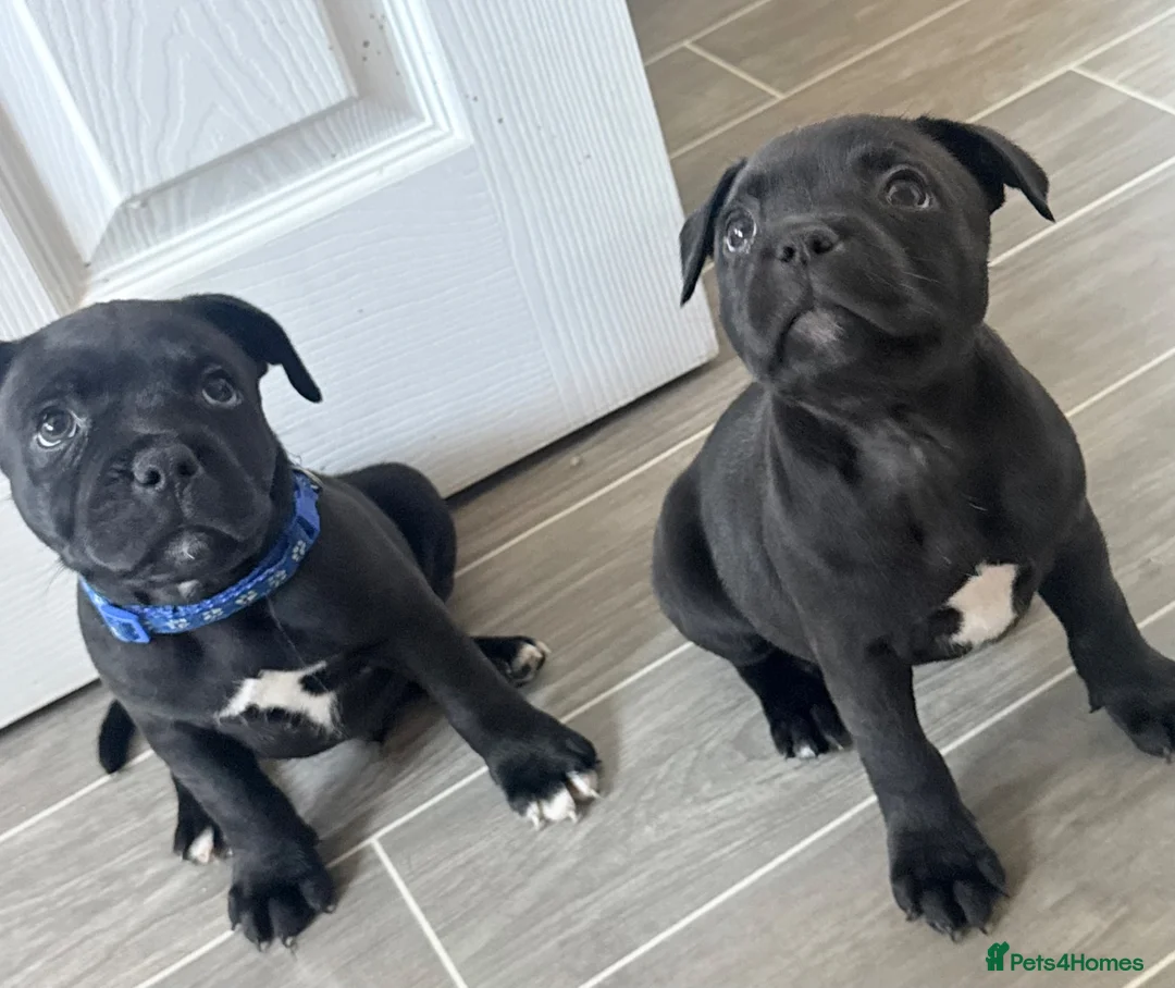 Staffordshire Bull Terrier dogs for sale: Super cute staffy puppies 🐶 2 left!  in Pontypool - Advert 2