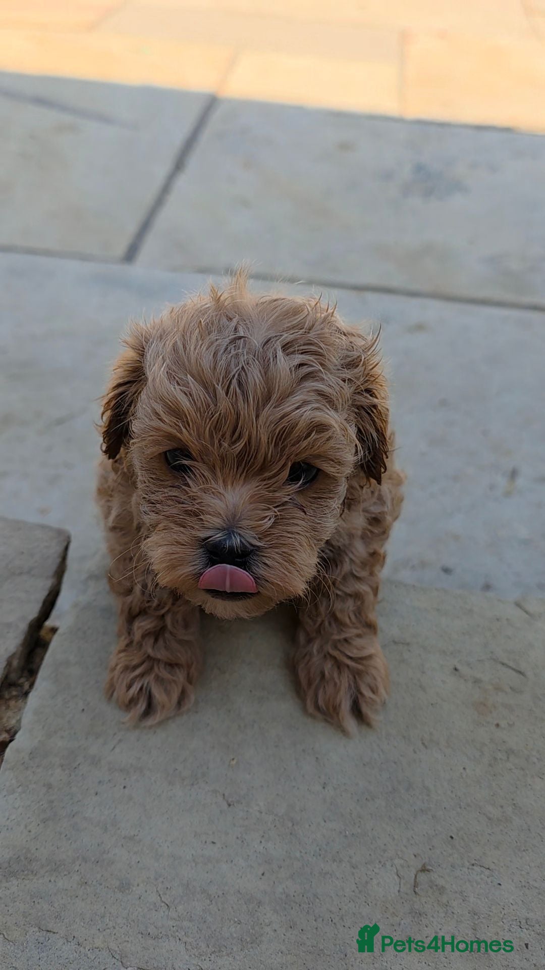 Maltipoo dogs READY NOW Exceptional Tiny Toy Maltipoo puppies 🐶 - Advert 2