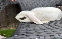 Mini Lop rabbits for sale: Mini lop - Image 3