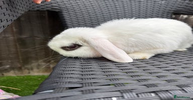 Mini Lop rabbits - Advert 6