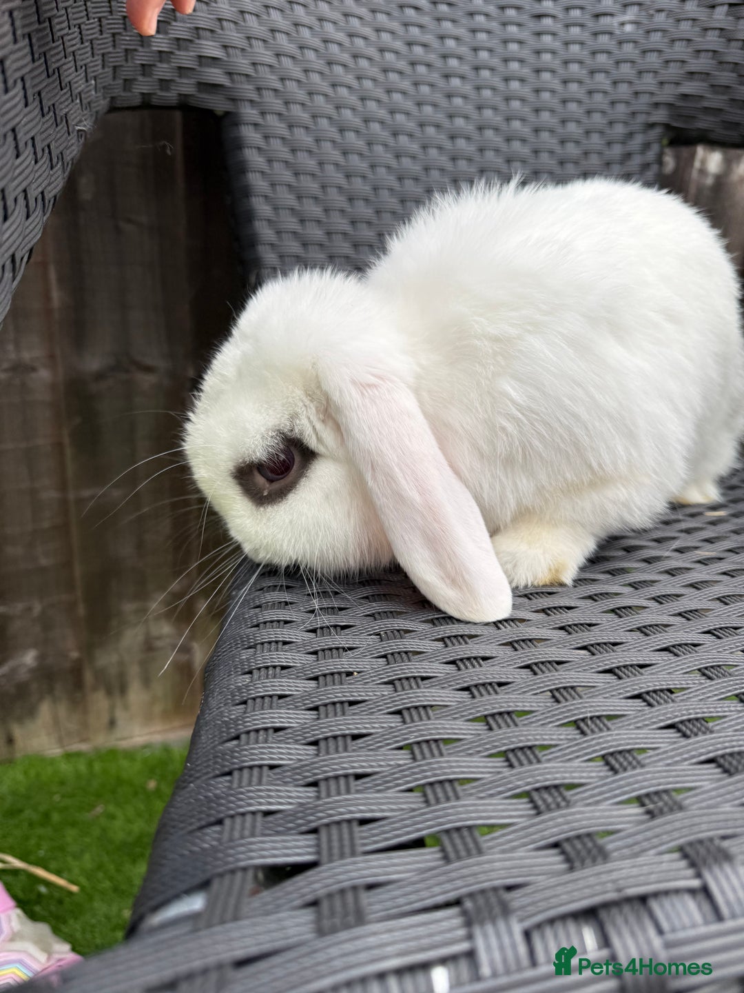 Mini Lop rabbits for sale: Mini lop - Image 3