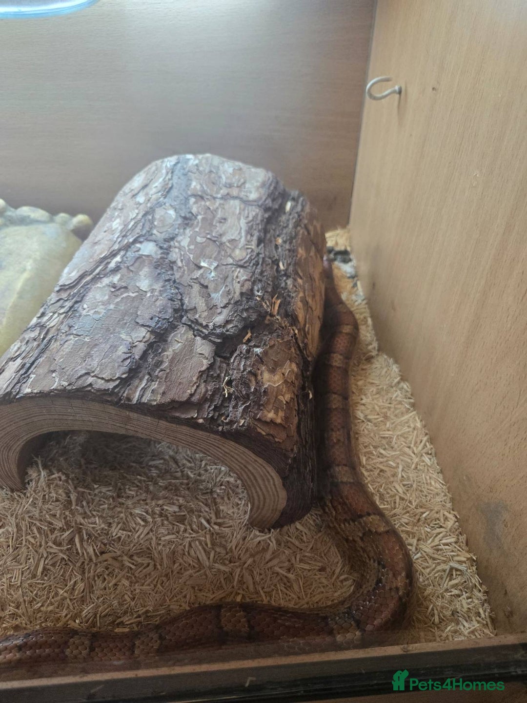 Corn Snake reptiles for sale: Adult corn snake plus enclosure - Image 4