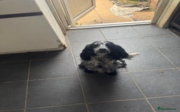 Cocker Spaniel dogs for stud: Wanted stud dog Birmingham area  - Image 2