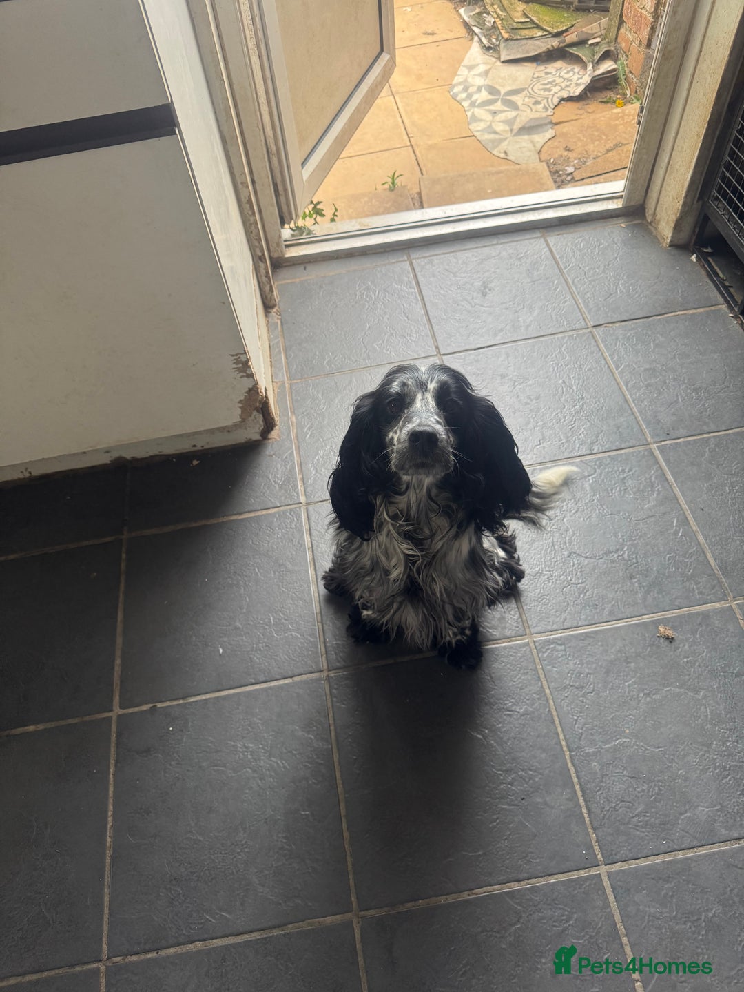 Cocker Spaniel dogs for stud: Wanted stud dog Birmingham area  - Image 2