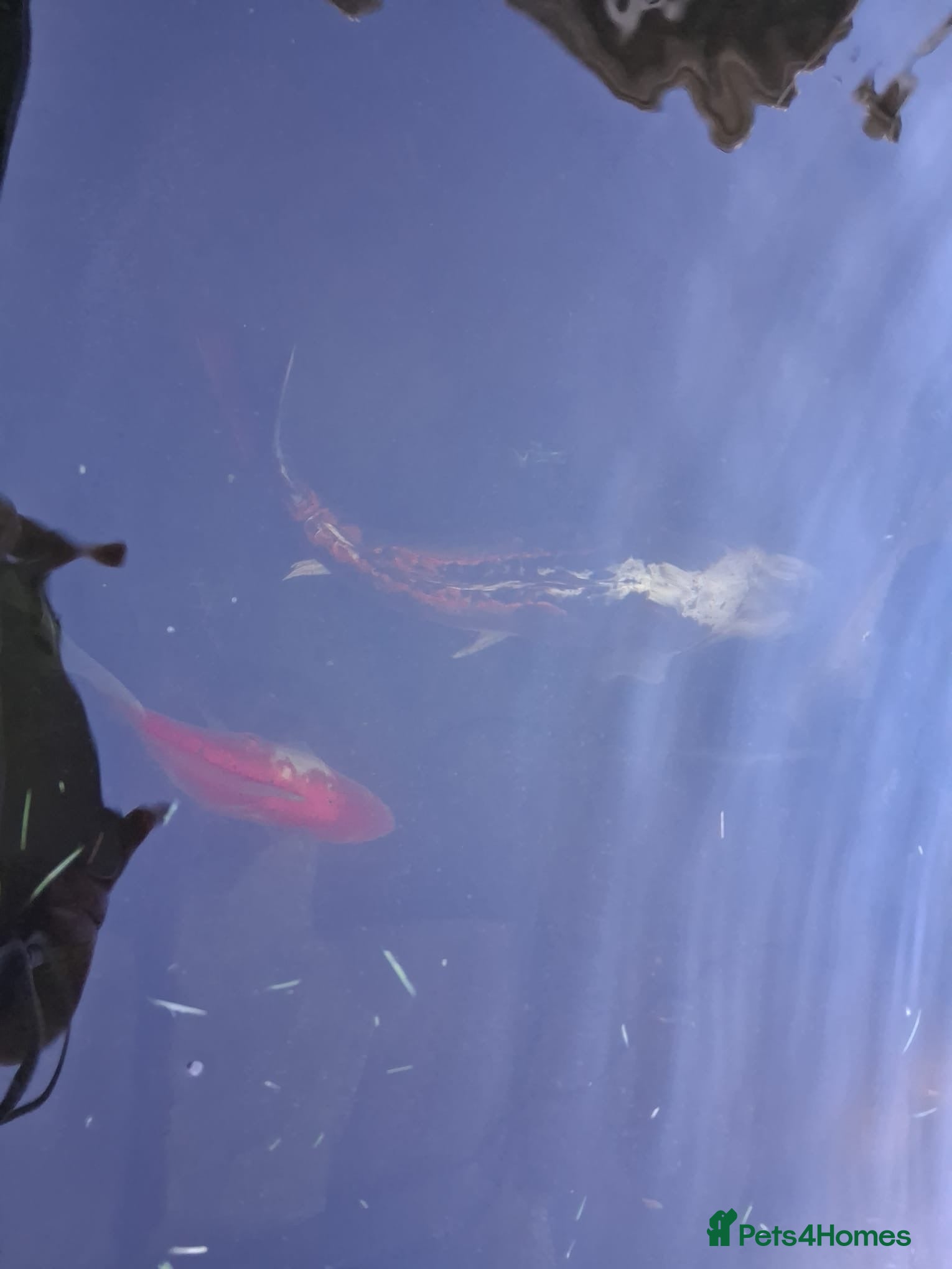 Koi Carp fish Koi fish and 2 orange fish - Advert 1