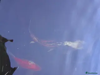 Koi Carp fish Koi fish and 2 orange fish - Advert 1