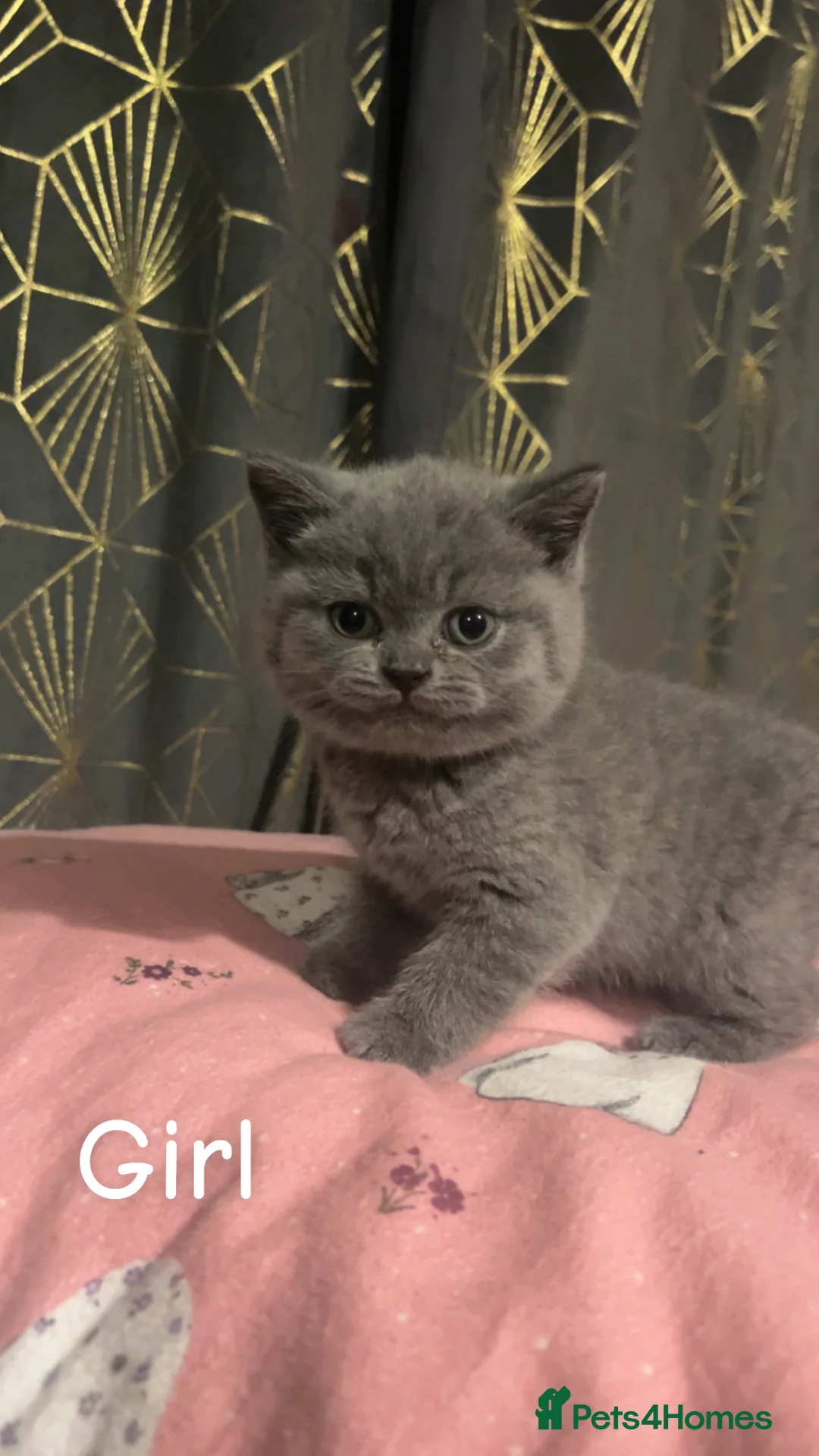 British Shorthair cats for sale: Beautiful BSH Kittens / GCCF registered  - Advert 25