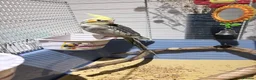 Cockatiels birds for sale: Ringed 10 month old male Cockatiel  in Stratford-upon-Avon - Advert 3