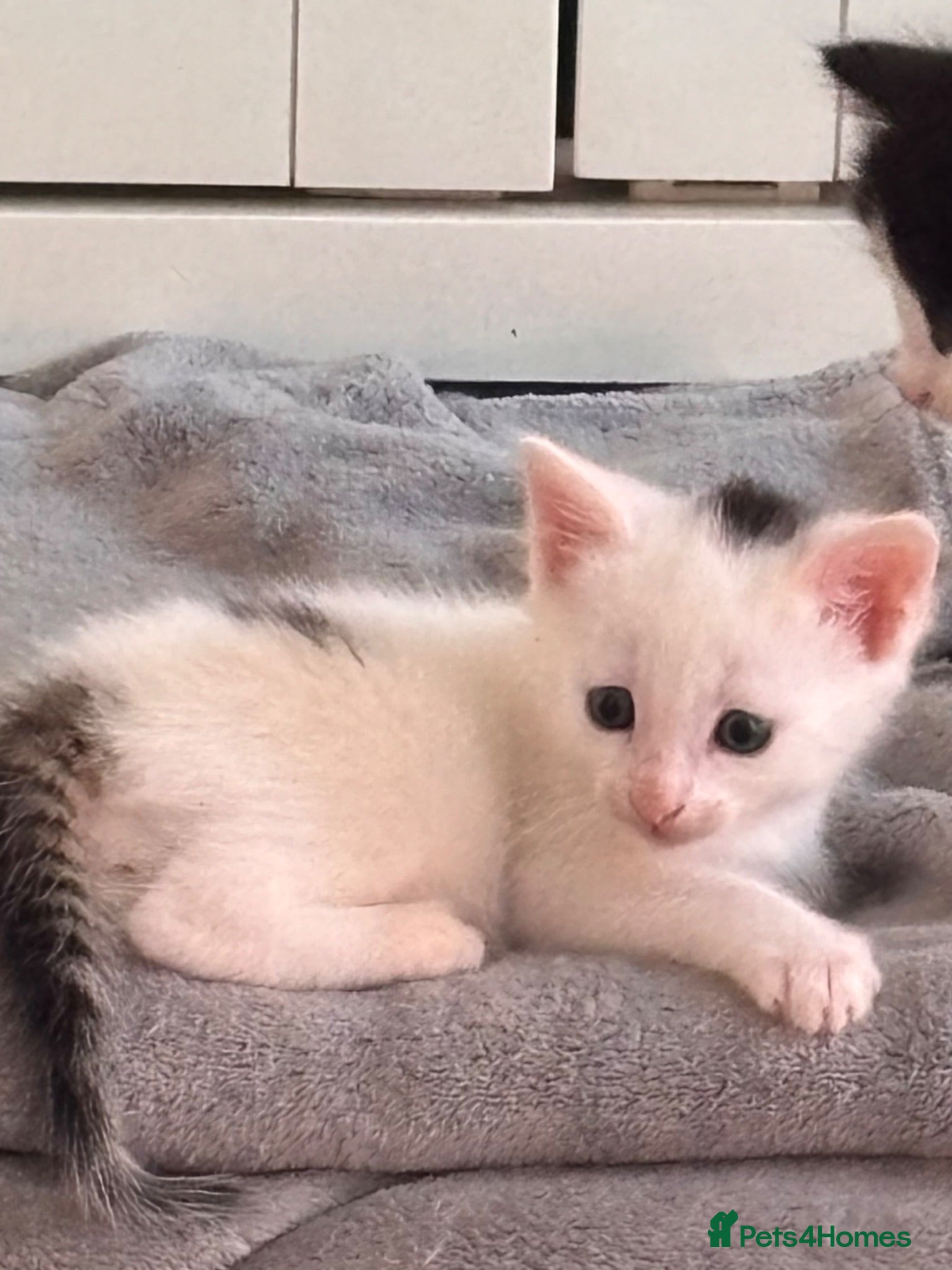 Mixed Breed cats 4 bouncy, happy kittens - Advert 2