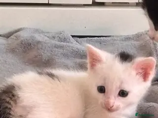 Mixed Breed cats 4 bouncy, happy kittens - Advert 7