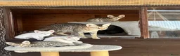 Savannah cats for sale: F5 SBT SNOW & BST SAVANNAHS KITTENS - Advert 17