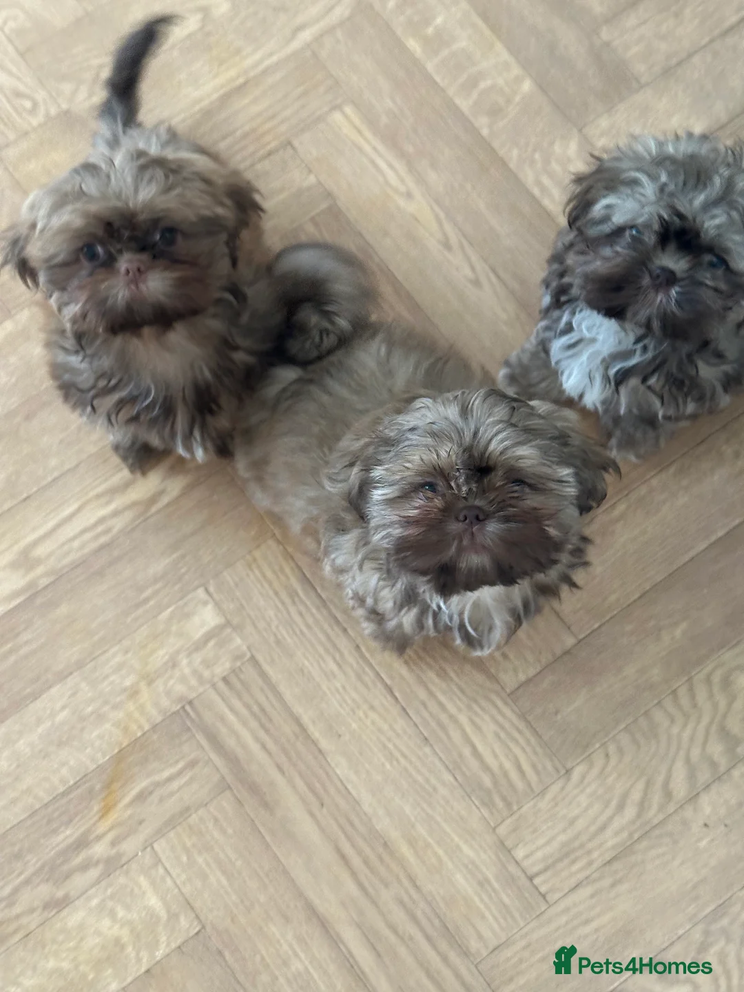 Shih Tzu dogs for sale: Stunning Karashishi Shih tzus - Advert 21