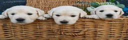 Golden Retriever dogs for sale: Chunky Cream Golden Retriever Puppies  - Advert 4