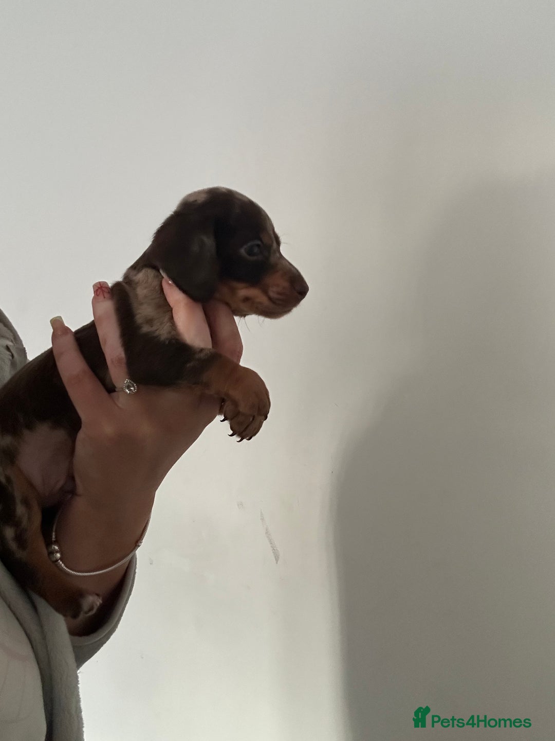 Miniature Dachshund dogs for sale: Miniature dashounds  - Advert 6