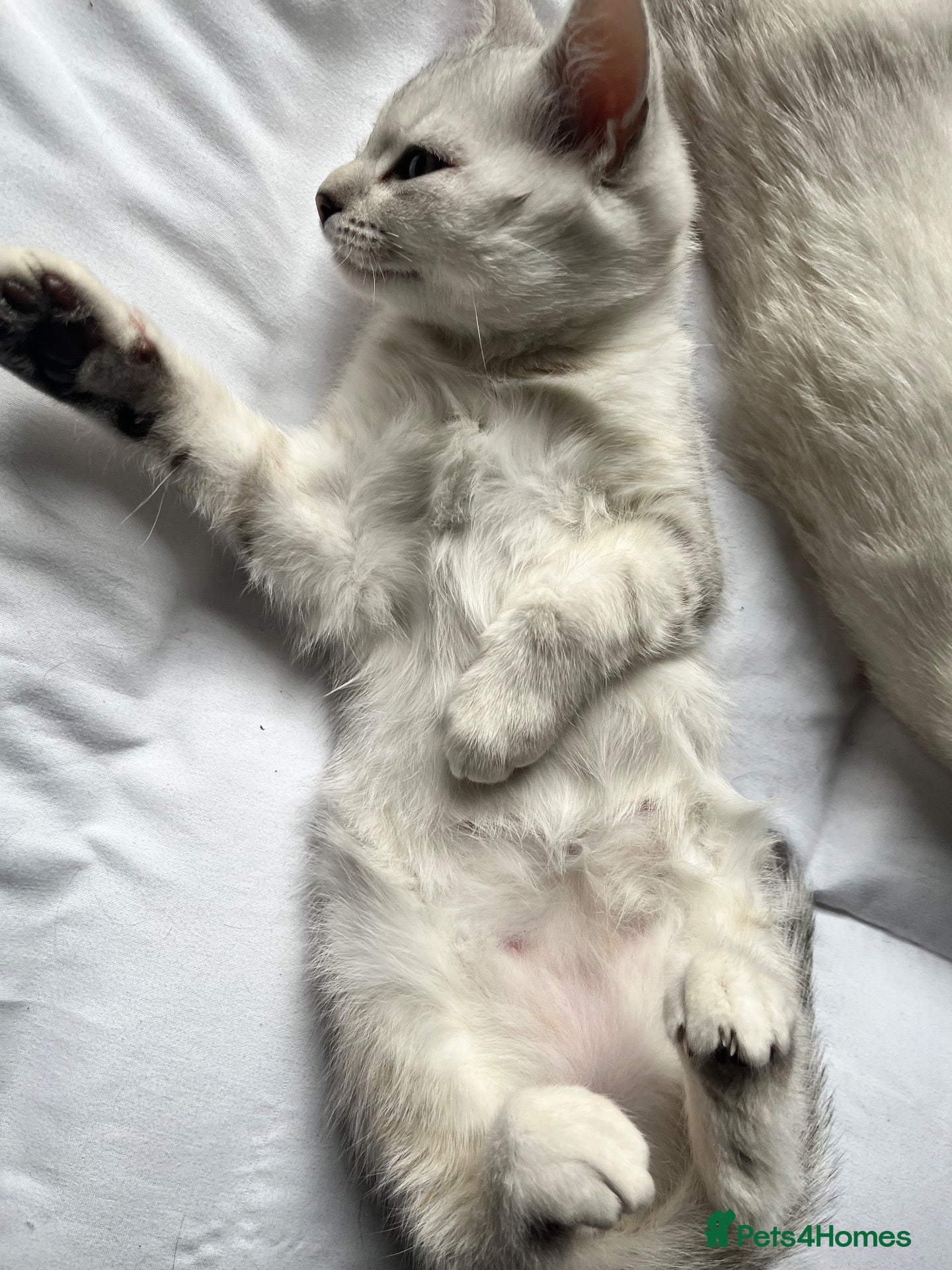 Mixed Breed cats Talitha’s Kitten  - Advert 1