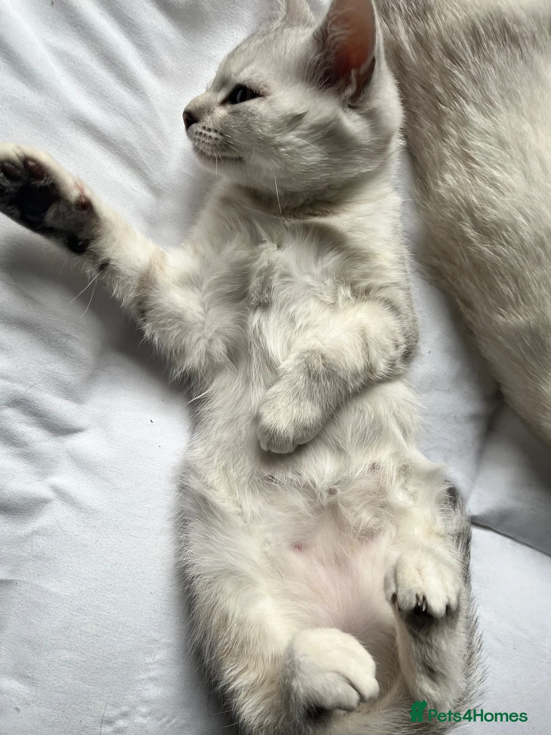 Mixed Breed cats for sale: Talitha’s Kitten  - Advert 1