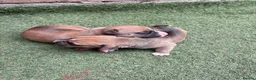 Staffordshire Bull Terrier dogs for sale: Staffy in Rotherham - Advert 7