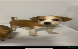 Mixed Breed dogs for sale: Jack Russell puppies ready to leave  - Image 6