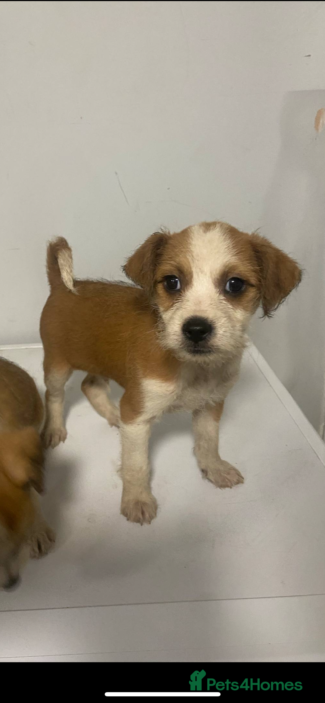 Mixed Breed dogs for sale: Jack Russell puppies ready to leave  - Image 6