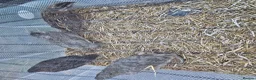 Quail poultry for sale: Group of Male Quail  in Nottingham - Advert 2