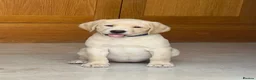 Labrador Retriever dogs for sale: Stunning KC Registered Champion line Puppies  - Advert 1