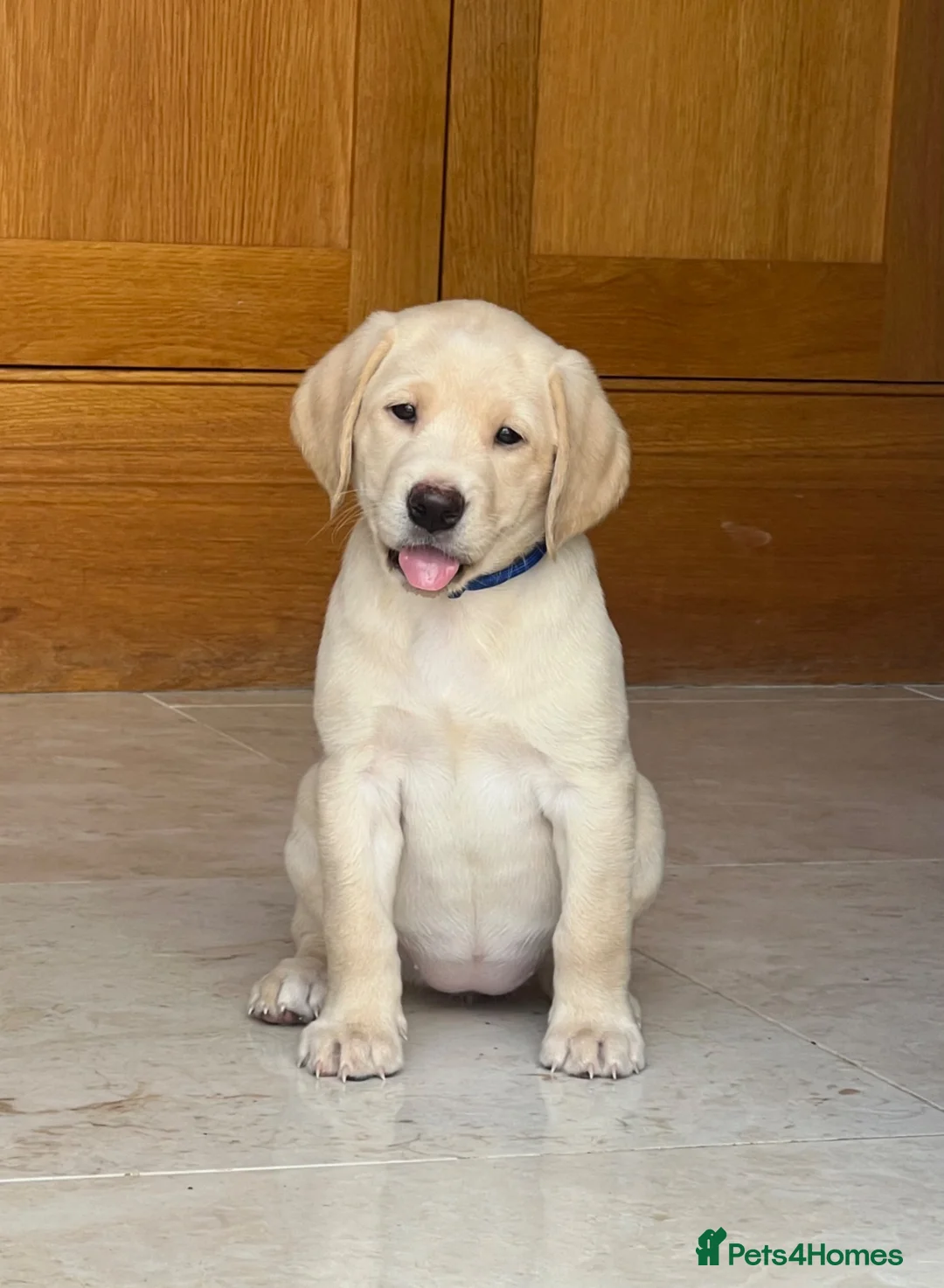 Labrador Retriever dogs for sale: Stunning KC Registered Champion line Puppies  - Advert 1