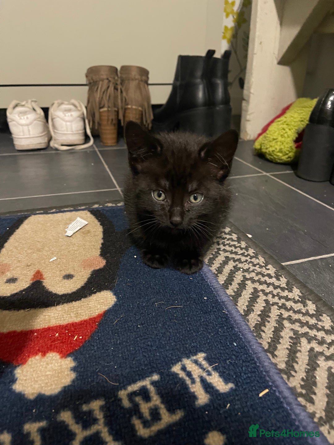 Mixed Breed cats for sale: Kittens ready for their new homes  - Advert 10