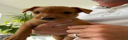 Labrador Retriever dogs for sale:  Fox red Labradors - Advert 3