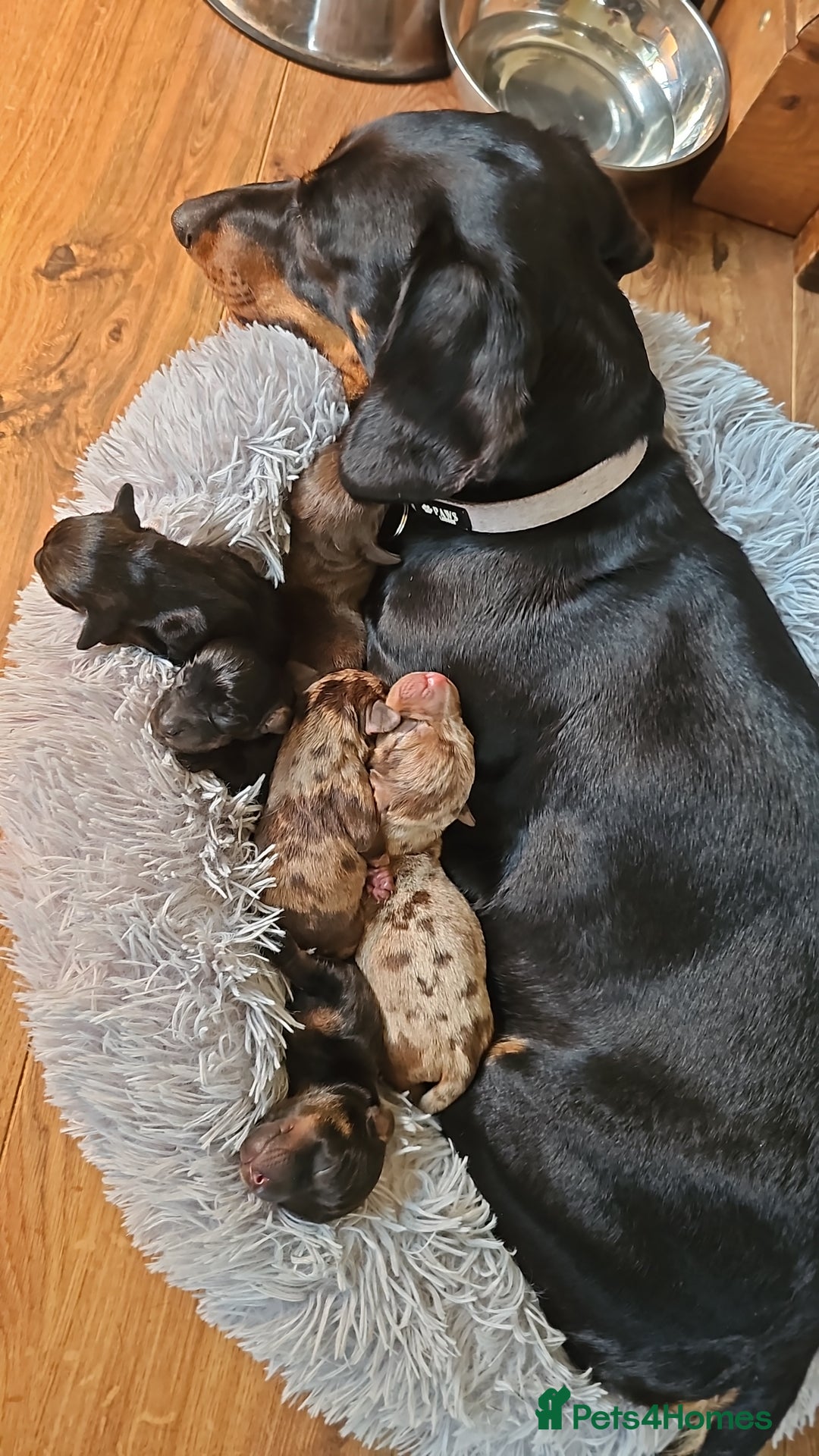 Miniature Dachshund dogs for sale: Miniature Daschund Puppies 6 Boys ONLY 2 LEFT 🩵💙 - Advert 8