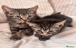 Domestic Shorthair cats for sale: Tabby Kittens  - Image 3