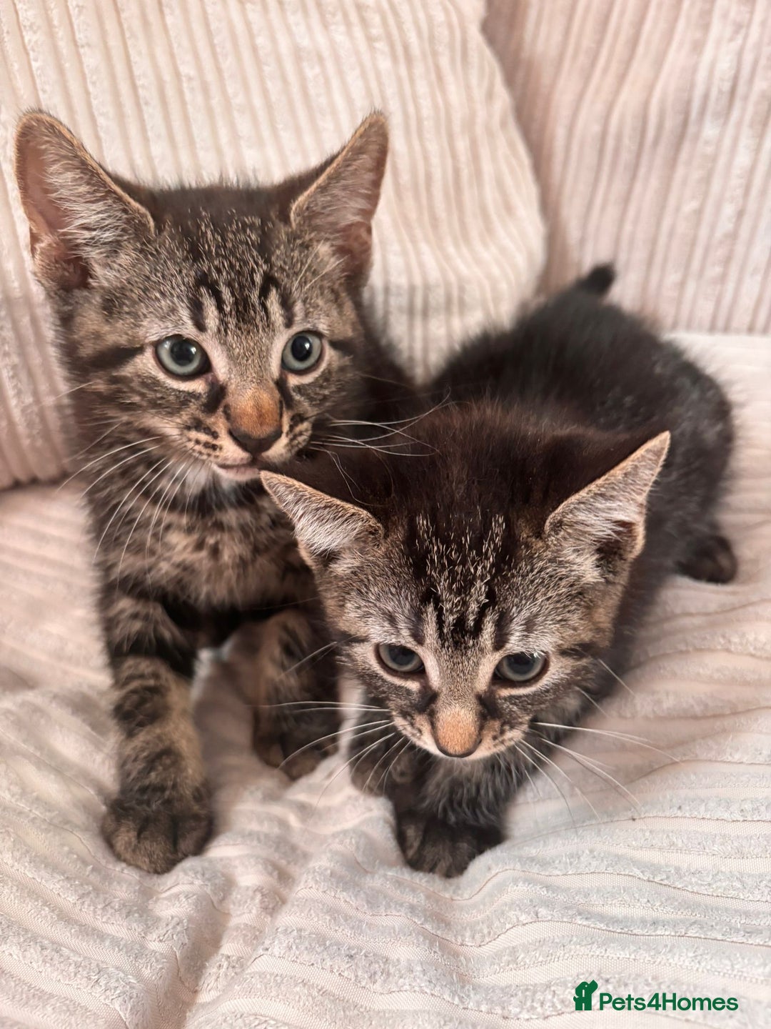 Domestic Shorthair cats for sale: Tabby Kittens  - Image 3