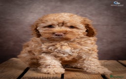 Cockapoo dogs for sale: **Ready Now**Miniature F1B Cockapoos  - Image 4
