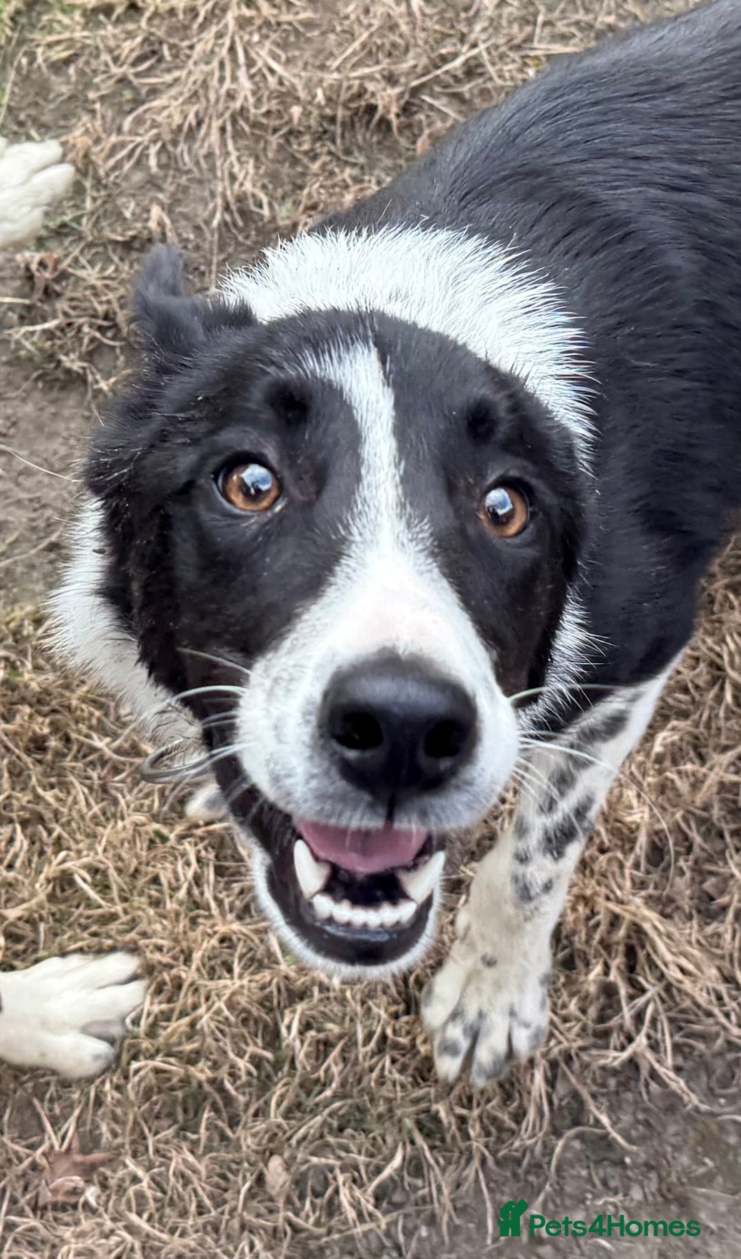 Border Collie dogs for sale: Beautiful ISDS registered 9 months old dog! - Image 1