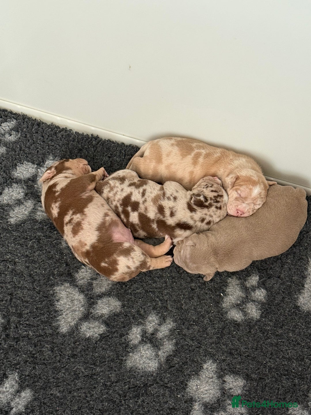 American Bully dogs for sale: Pocket bully puppies  - Image 3