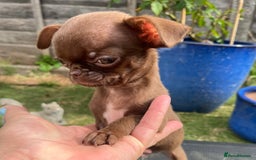 Chihuahua dogs for sale: *READY NOW* SOLID CHOCOLATE BOY - Image 3