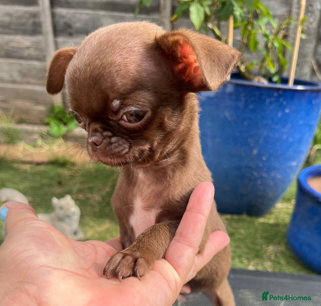 Chihuahua dogs for sale: *READY NOW* SOLID CHOCOLATE BOY - Image 3