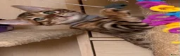 Bengal cats for sale: Male Bengal Kittens for sale - Advert 21