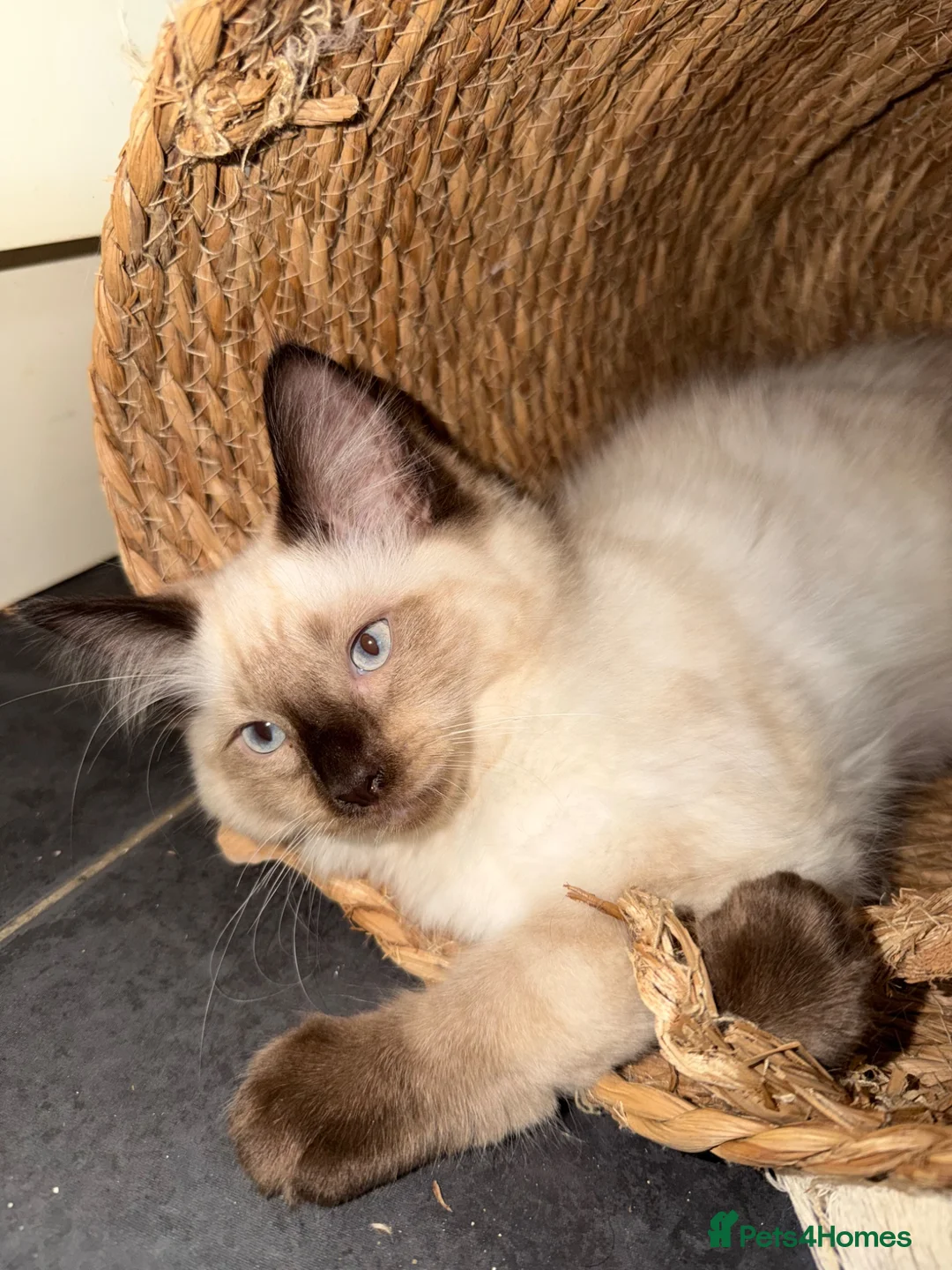 Ragdoll cats for sale: Pure ragdoll kittens - Advert 1