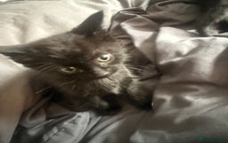 British Shorthair cats for sale: Kittens for sale - Image 3