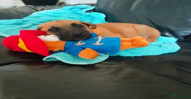 Mixed Breed dogs - Advert 3