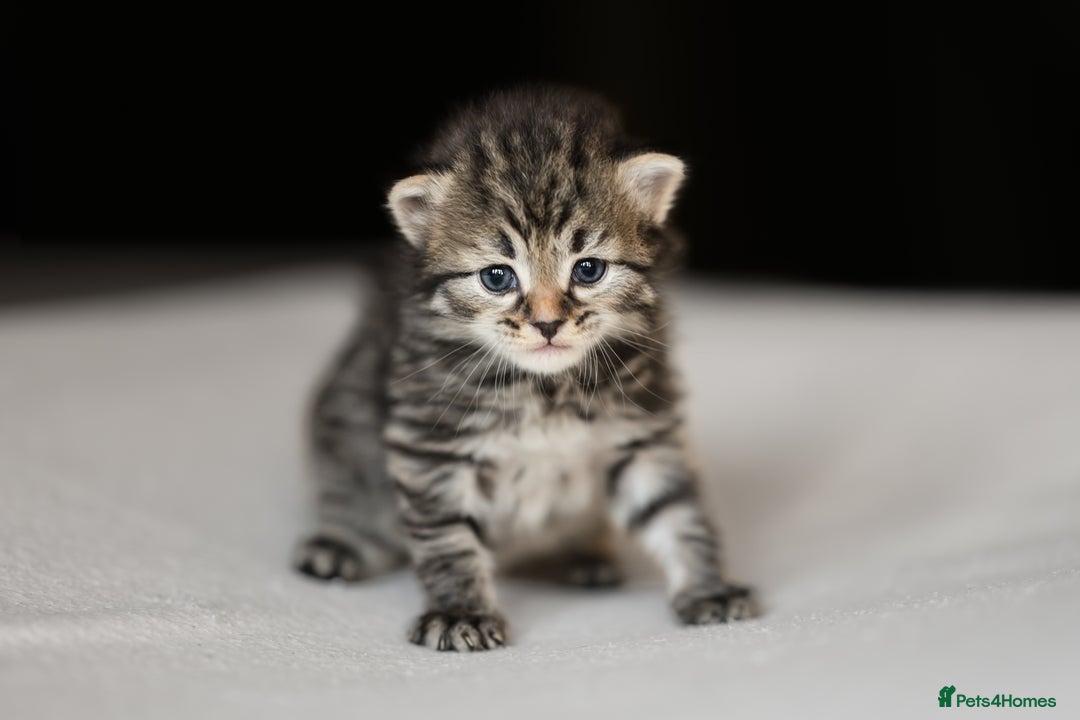 Siberian cats for sale: Traditional Siberian Kittens - 2 Girls Available - Image 7