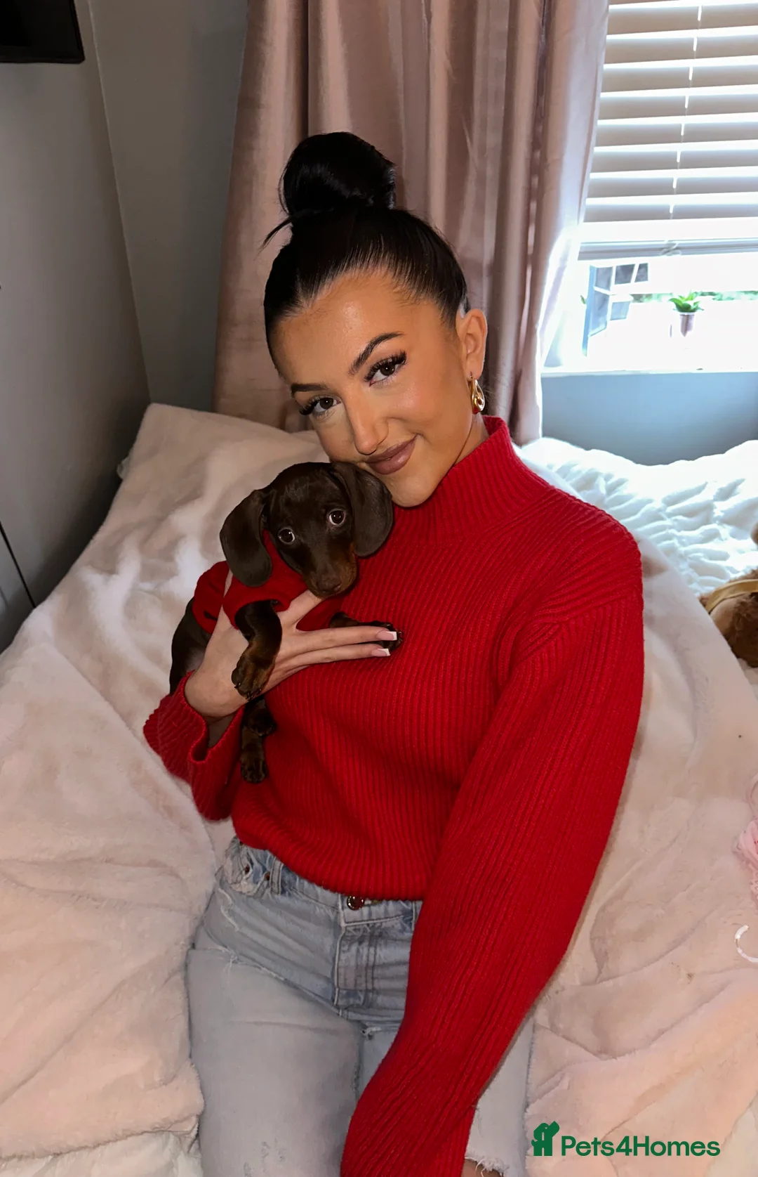 Miniature Dachshund dogs for stud: Male miniature dachshund for stud! 🤎  - Advert 5