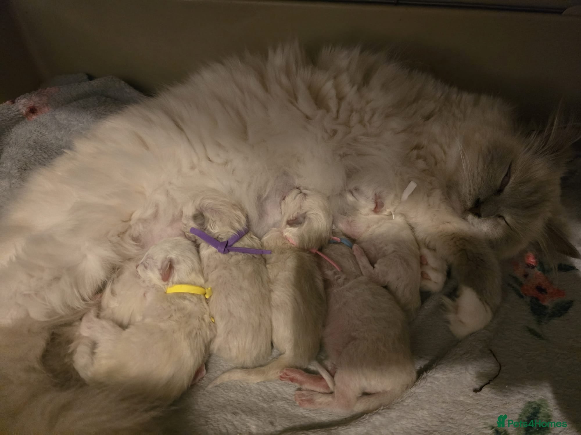 Ragdoll cats PEDIGREE RAGDOLL KITTENS  - Advert 2