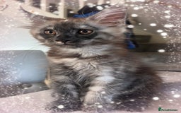 Maine Coon cats for sale: Female mainecoon kitten - Image 1