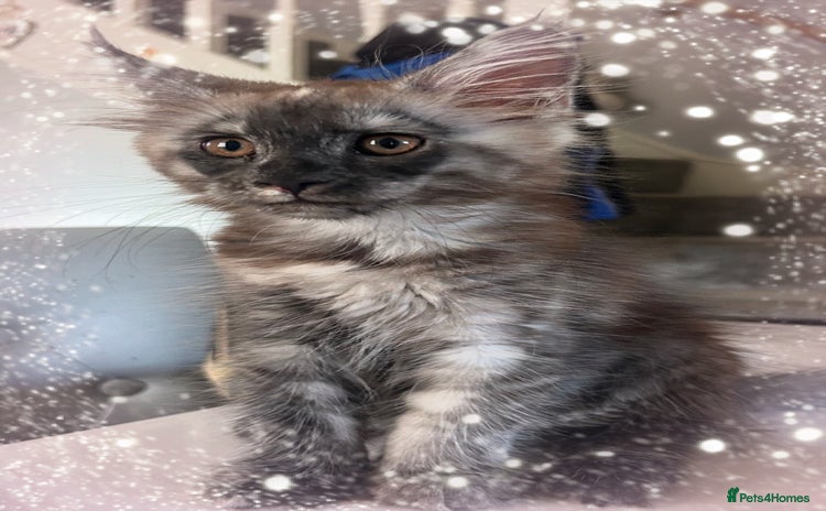 Maine Coon cats - Advert 10