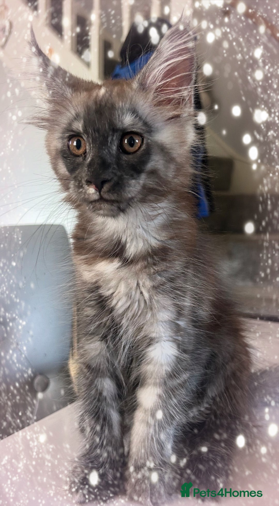 Maine Coon cats for sale: Female mainecoon kitten - Image 1
