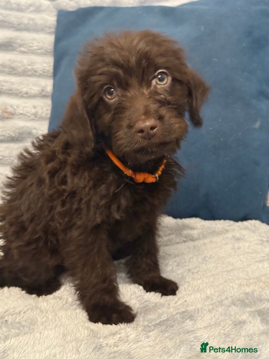 Labradoodle dogs for sale: F1 labradoodle pups  - Advert 4