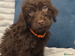 Labradoodle dogs F1 miniature labradoodle pups - Advert 1