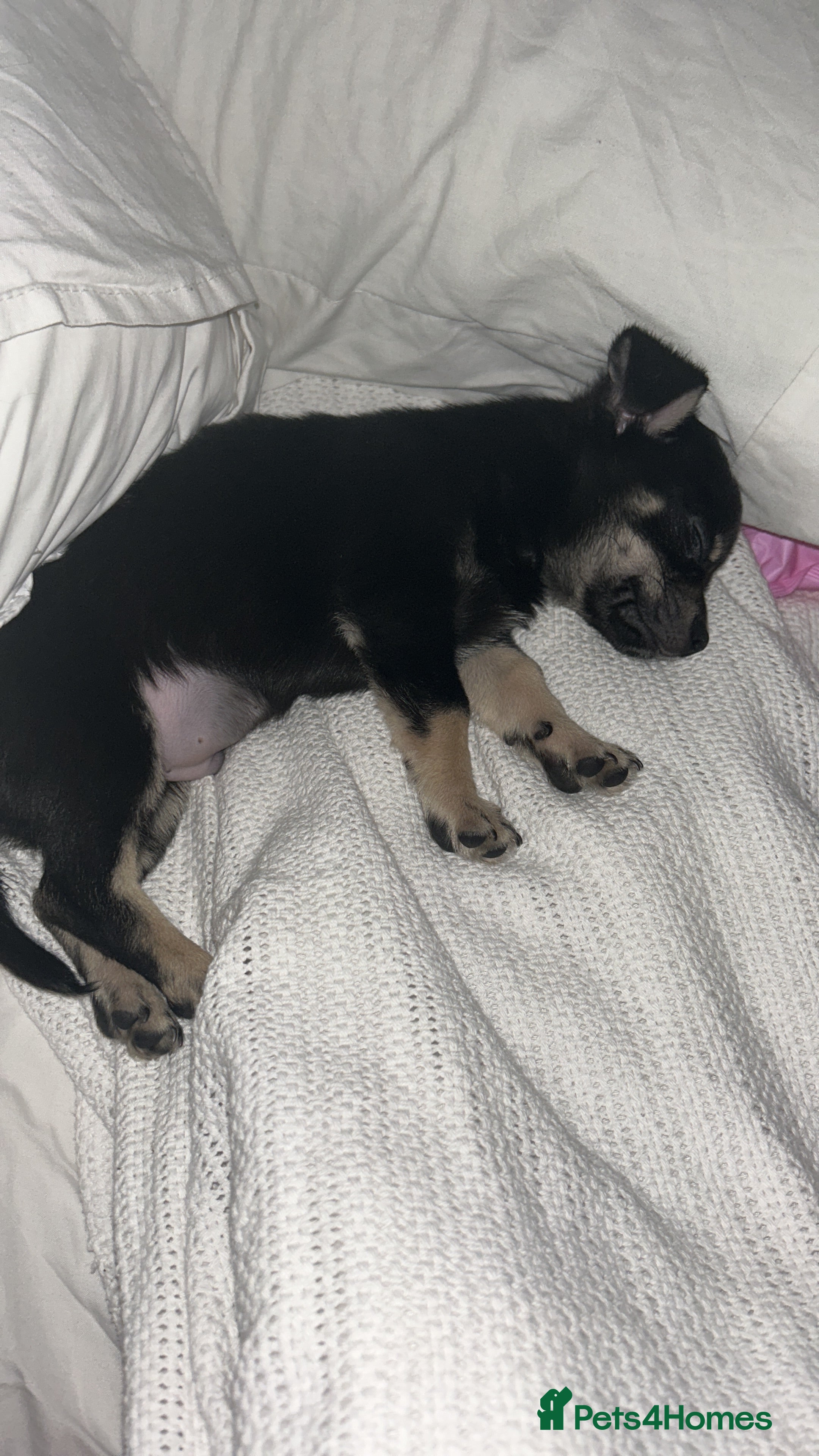 Chihuahua dogs Teacup chihuahua  - Advert 1