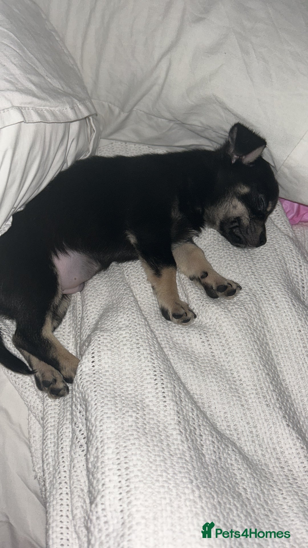 Chihuahua dogs for sale: Teacup chihuahua  - Advert 1